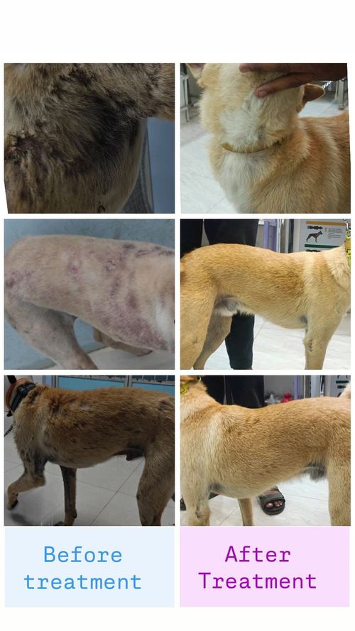 Surgeries & Treatments